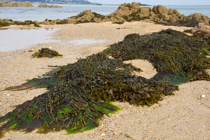 Typische Fucus-Art aus der Gruppe der Braunalgen wie sie oft an der Küsten bzw. am Strand zu finden sind